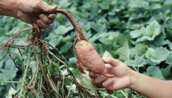 [:es]Sweet potato can warn neighbors of insect attacks[:]