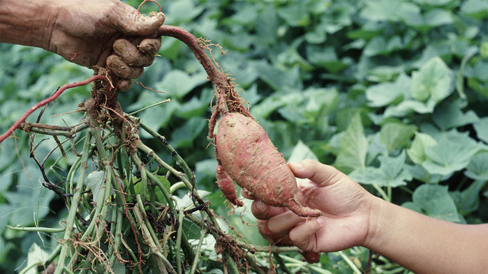 [:es]Sweet potato can warn neighbors of insect attacks[:]