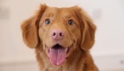 [:es]Dogs hear words the same way we do[:]