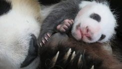 [:es]Este es el motivo por el que los pandas son tan pequeños al nacer[:]
