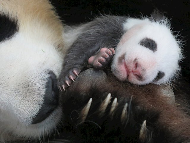 [:es]Este es el motivo por el que los pandas son tan pequeños al nacer[:]