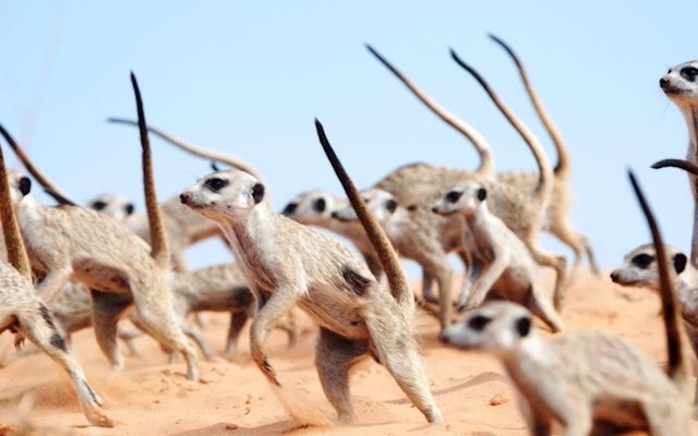 [:es]Los clanes de suricatas protegen su territorio con danzas de guerra[:]