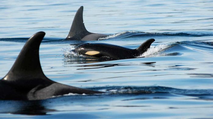 [:es]Granny killer whales pass along wisdom—and extra fish—to their grandchildren[:]