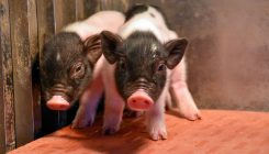 [:es]Eyeing organs for human transplants, companies unveil the most extensively gene-edited pigs yet[:]