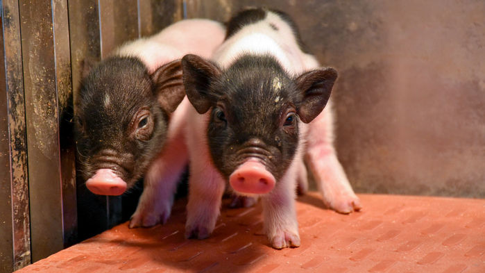 [:es]Eyeing organs for human transplants, companies unveil the most extensively gene-edited pigs yet[:]