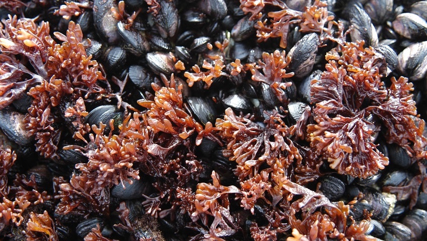 [:es] Antarctic alert for invading mussels[:]