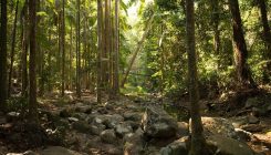 [:es] Planting trees can have its downside[:]