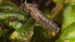 [:es]Distintas especies de mosquitos invaden la Antártida[:]