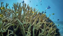 [:es]La acidificación de los océanos no afecta al comportamiento de los peces[:]