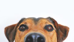 [:es]Por qué los perros resisten a las enfermedades priónicas[:]
