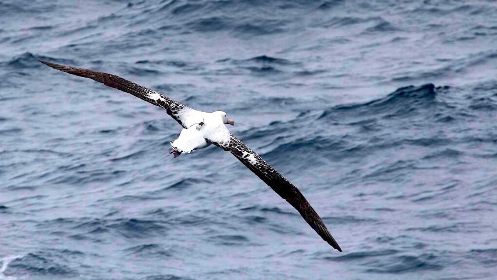 [:es] Utilizan a los albatros para localizar flotas de pesqueros ilegales [:]