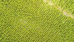 [:es] Plantar un billón de árboles no va a frenar el cambio climático[:]