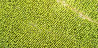 [:es] Plantar un billón de árboles no va a frenar el cambio climático[:]