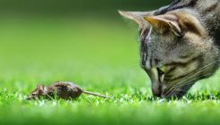 [:es]Brain parasite may strip away rodents’ fear of predators—not just of cats[:]