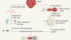 [:es]Techniques converge to map the developing human heart at single-cell level[:]
