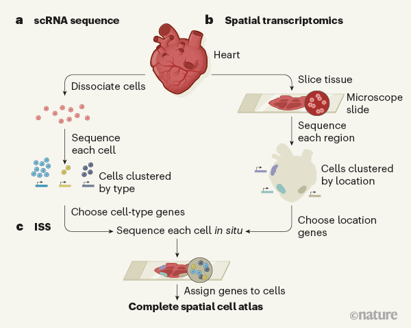 [:es]Techniques converge to map the developing human heart at single-cell level[:]