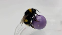 [:es]¿Hasta dónde llega la inteligencia de las abejas?[:]