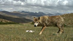[:es]La dura vida del lobo del Himalaya lo ha hecho único[:]