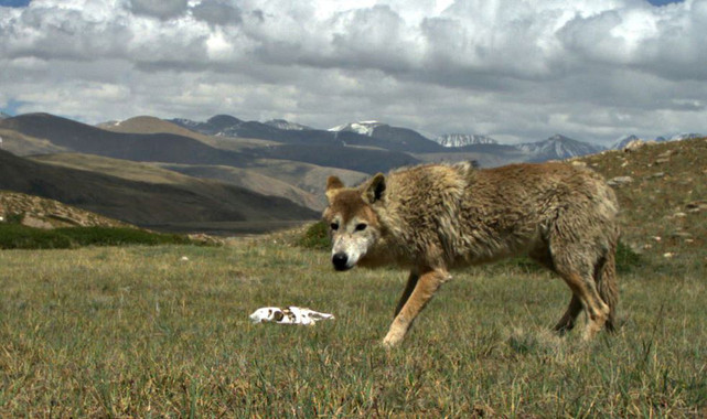 [:es]La dura vida del lobo del Himalaya lo ha hecho único[:]