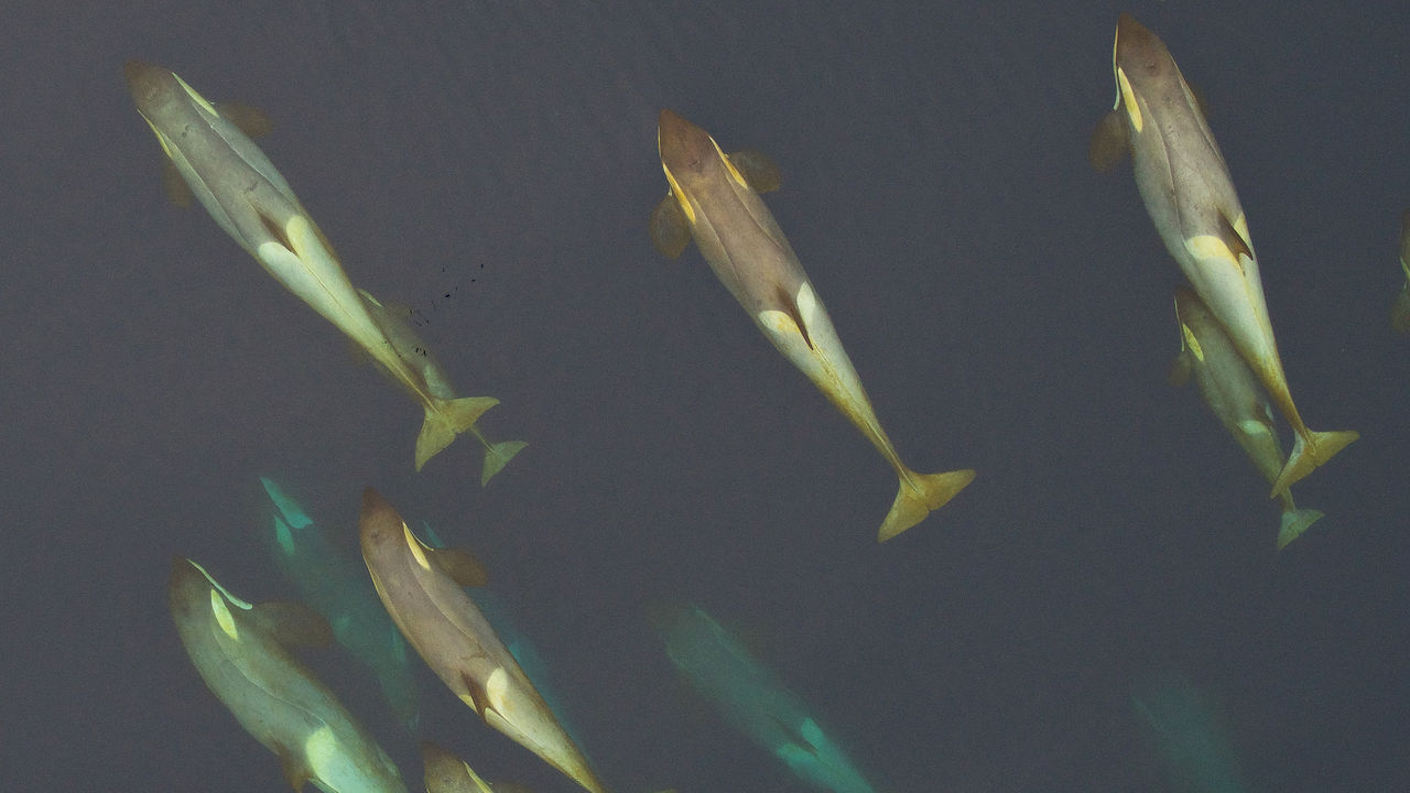 [:es]Scientists say they’ve cracked the mystery of why whales migrate—and it’s all about healthy skin[:]