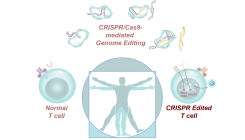 [:es] La combinación de inmunoterapia y CRISPR da su primer paso contra el cáncer [:]