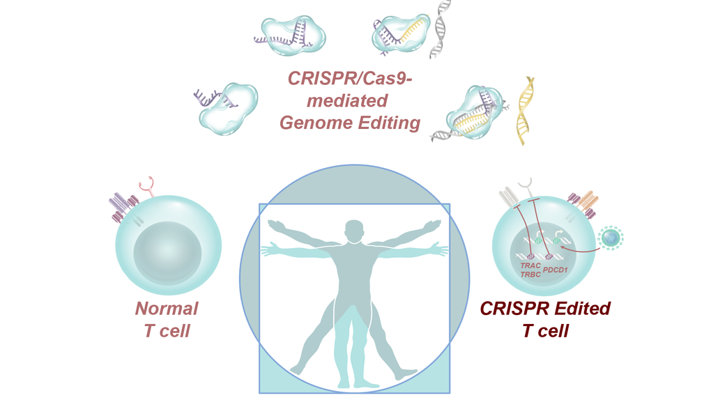 [:es] La combinación de inmunoterapia y CRISPR da su primer paso contra el cáncer [:]