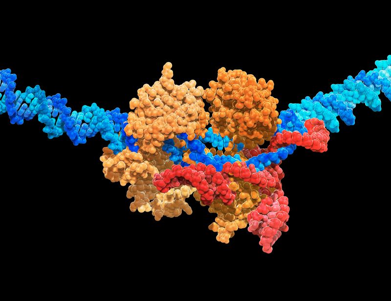 [:es]Super-precise CRISPR tool enhanced by enzyme engineering[:]