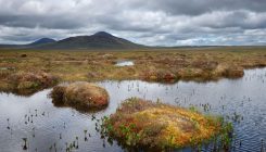 [:es]How peat could protect the planet[:]