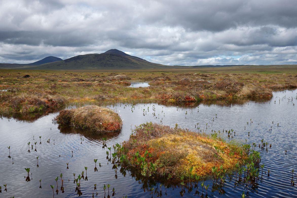 [:es]How peat could protect the planet[:]