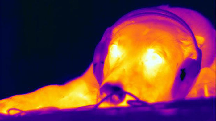 [:es]New sense discovered in dog noses: The ability to detect heat[:]