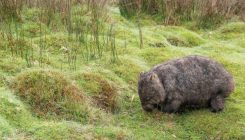 [:es]Wombat: de ser conocido por sus heces cúbicas a salvar a otras especies de la sequía[:]