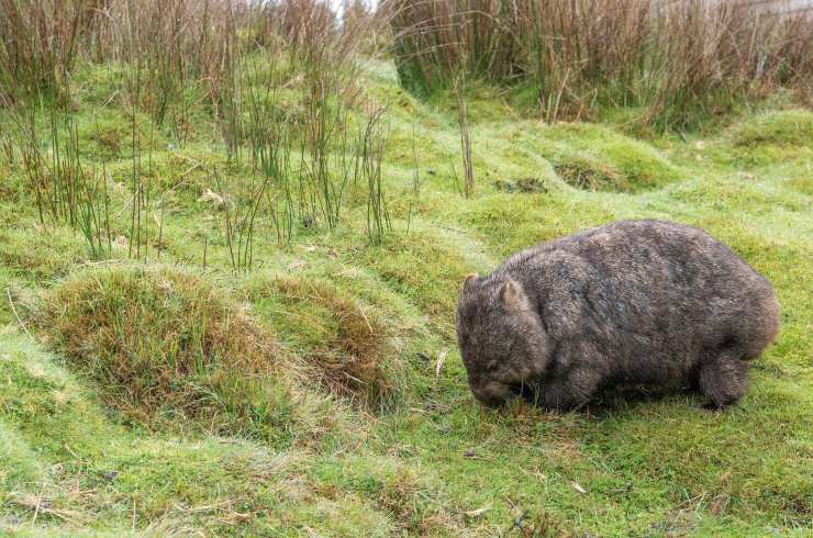 [:es]Wombat: de ser conocido por sus heces cúbicas a salvar a otras especies de la sequía[:]