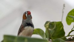 [:es]¿Qué puede enseñarnos el canto de los pájaros sobre la tartamudez humana?[:]