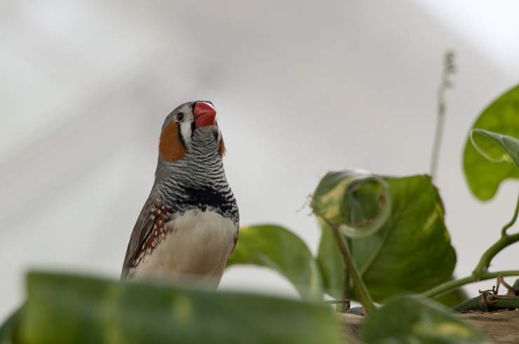 [:es]¿Qué puede enseñarnos el canto de los pájaros sobre la tartamudez humana?[:]