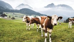 [:es]Antibiotics May Compromise Manure’s Carbon-Fixing Effects[:]
