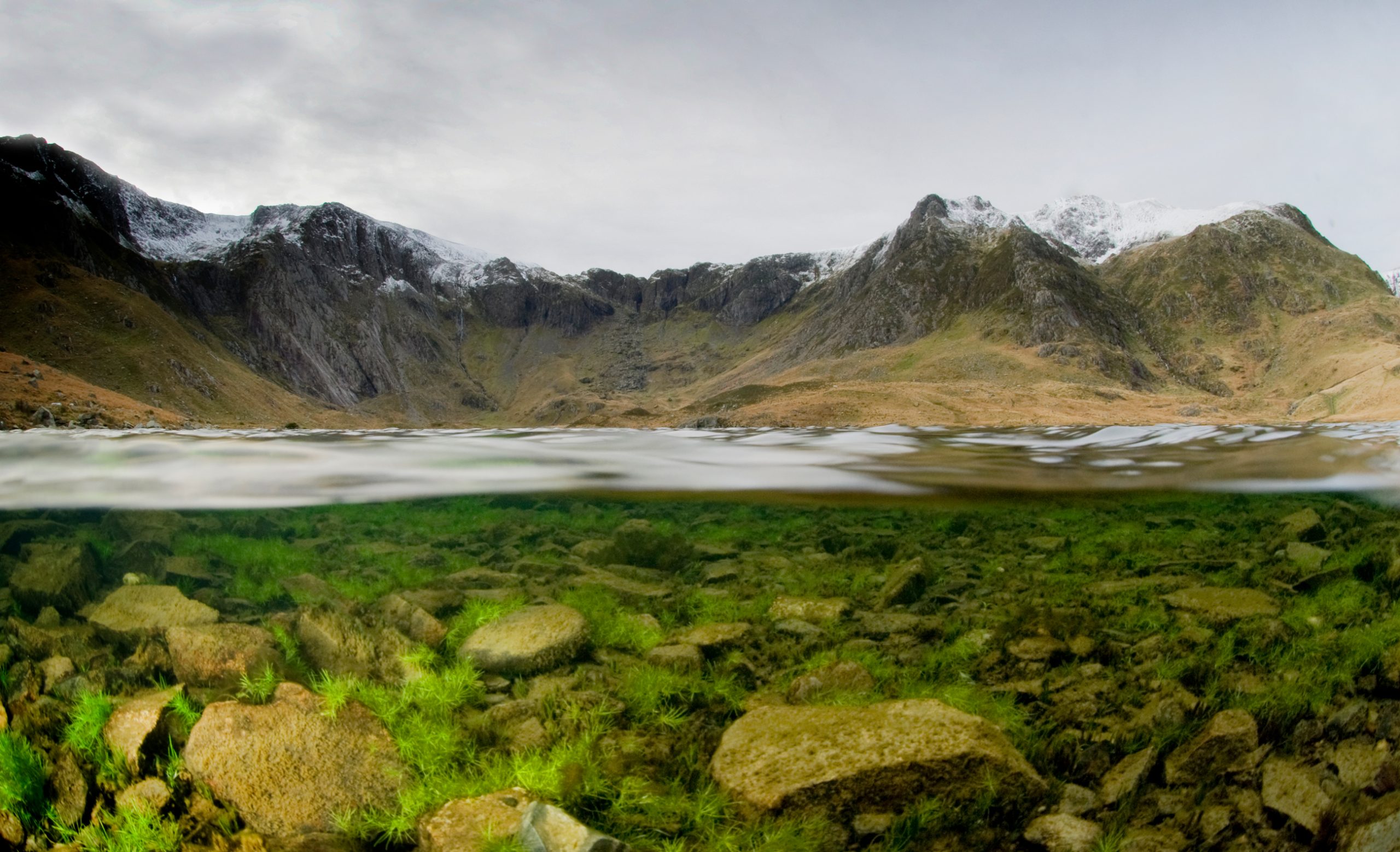 [:es]Billion-Year-Old Algae and Newer Genes Hint at Land Plants’ Origin[:]