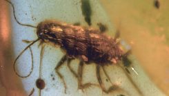 [:es]Ancient amber contains a cockroach—and a surprise[:]