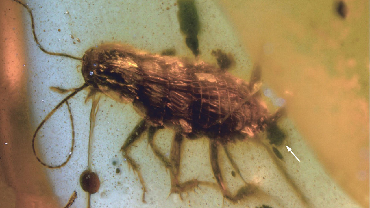 [:es]Ancient amber contains a cockroach—and a surprise[:]