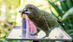[:es]Los loros gamberros que saben calcular probabilidades para sacar tajada[:]