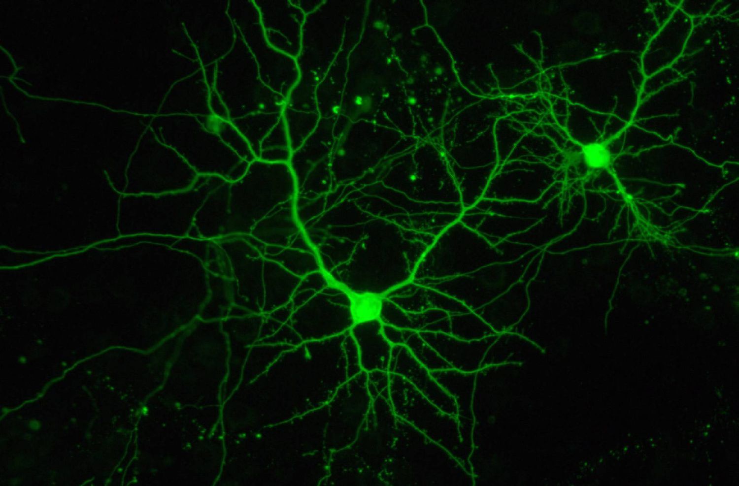 [:es]Un nuevo algoritmo permite identificar olores en tiempo real[:]