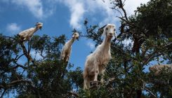 [:es]Suteen kudeaketarako animaliek duten garrantzia azpimarratu dute[:]