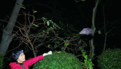 [:es]How China’s “Bat Woman” Hunted Down Viruses from SARS to the New Coronavirus[:]