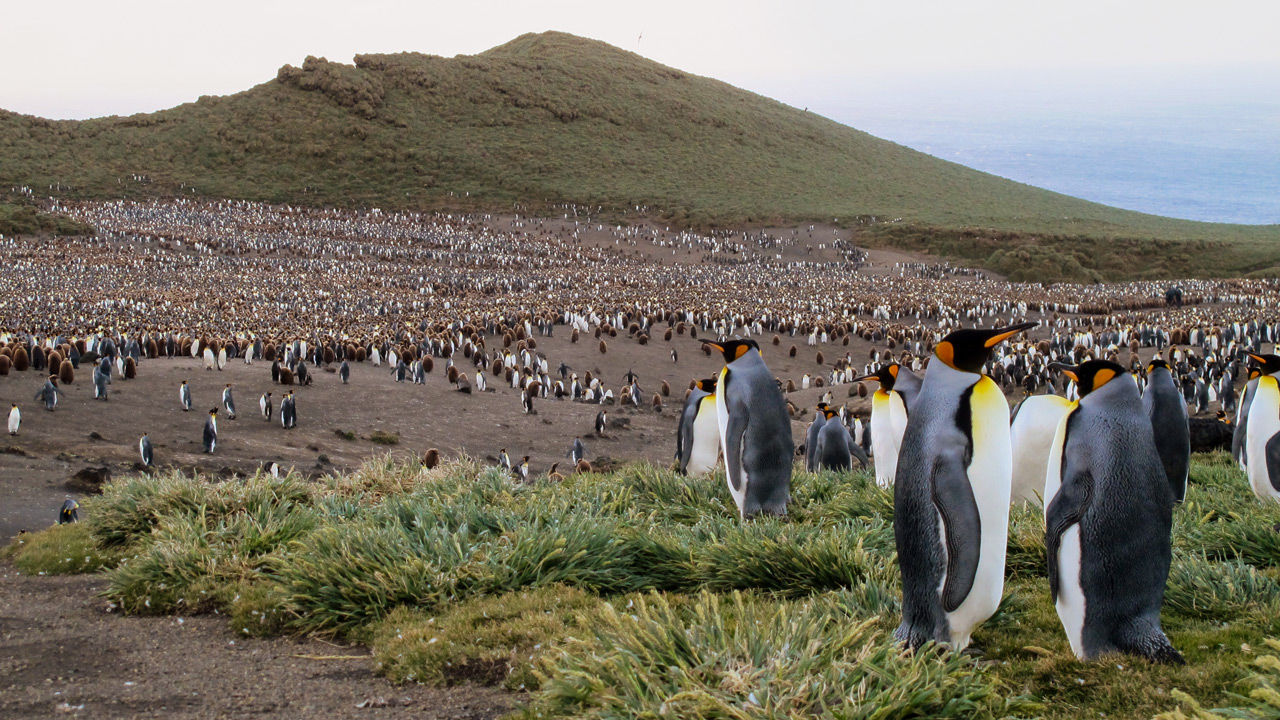 [:es]Why did nearly a million king penguins vanish without a trace?[:]