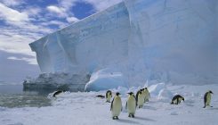 [:es]Predators on track for ocean protection around Antarctica[:]