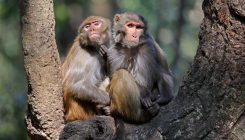 [:es]Labs rush to study coronavirus in transgenic animals — some are in short supply[:]