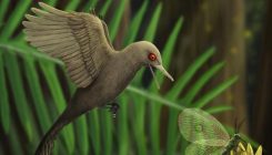 [:es]Descubren un dinosaurio del tamaño de un colibrí preservado en ámbar[:]