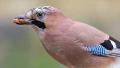 [:es]How birds evolved big brains[:]
