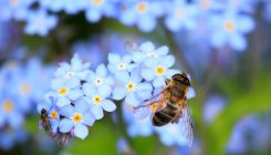 [:es]El ‘apocalipsis’ de los insectos no es tan grave como se creía[:]