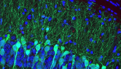 [:es]Chinese Architecture Evolved with Changes in Snowfall [:]