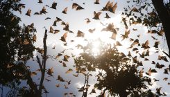 [:es]Bats are a key source of human viruses — but they’re not special[:]